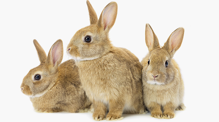 KINÉSANTÉ et KINÉSOINS labellisées PETA « Cruelty free » et « Cruelty free & vegan »